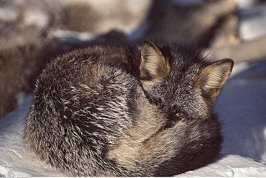 《嗜血印》推出新更新 部分内容重做与完善